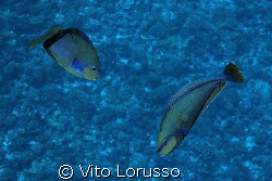 Fish by Vito Lorusso 